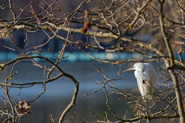 Little Egret (Egretta garzetta) in the branch over the lake