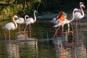 Running flamingos in the waters of their pond