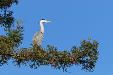 A grey heron proudly laid on his fir tree branch