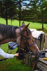 Fototapeta premium Horse head smelling some equestrian kit in the countryside. Caucasian girl hand holding the horse.