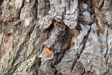 Close-up of the texture of the bark of the tree in the park.