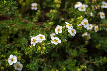 White flowers in the forest