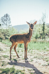 Fototapeta premium Ciervo, corzo, gamo y cría de cérvido disfrutando de su libertad paseando por el bosque salvaje. ciervo nipon de japon