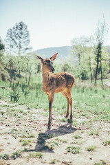 Ciervo, corzo, gamo y cría de cérvido disfrutando de su libertad paseando por el bosque salvaje. ciervo nipon de japon