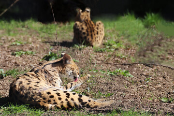 Toilettage du serval