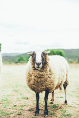 Ovejas, cabras y muflón animales de granja viviendo una vida en libertad en medio del bosque salvaje
