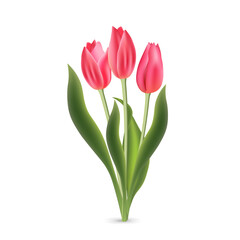 Realistic pink red tulips with green leaves isolated on white background