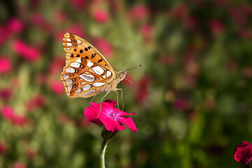Schmetterling 982