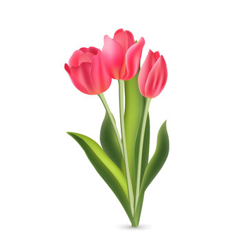 Realistic pink red tulips with green leaves isolated on white background