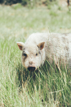 cerdos de granja y minipigs siendo felices y viviendo con su familia en medio de la naturaleza y en libertad
