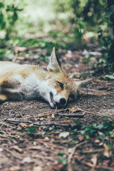 Zorro ibérico salvaje en la naturaleza disfrutando de su libertad en su hábitat natural