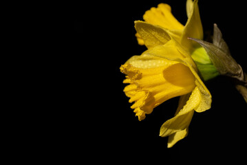 In front of a black background, luminous yellow daffodils protrude into the picture from the side, with small drops of water on them.