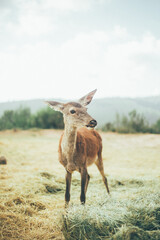 Ciervo, corzo, gamo y cría de cérvido disfrutando de su libertad paseando por el bosque salvaje. ciervo nipon de japon