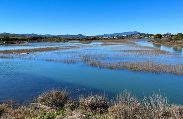 Marshy wetlands of San Francisco Bay