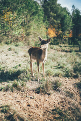Ciervo, corzo, gamo y cría de cérvido disfrutando de su libertad paseando por el bosque salvaje. ciervo nipon de japon
