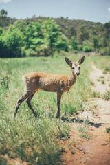 Fototapeta premium Ciervo, corzo, gamo y cría de cérvido disfrutando de su libertad paseando por el bosque salvaje. ciervo nipon de japon
