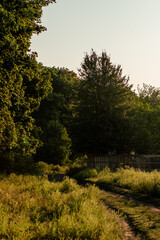 trees in the morning