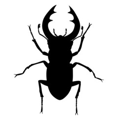 The stag beetle. Bark vector beetle is a pest of the forest. An insect with huge horns and jaws. A flying inhabitant of the tropics or taiga. A predatory animal