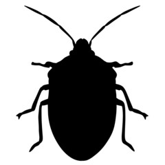 Illustration of a grass bug. Insect pest. Beatle.