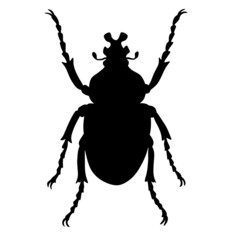 Black vector illustration of a tropical beetle. The insect is a pest of forests and gardens. Drawing for tattoo
