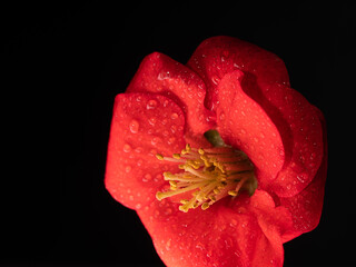 red flower of a Japanese camellia, macro shot of red leaves with water droplets on a black...
