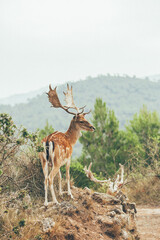 Ciervo, corzo, gamo y cría de cérvido disfrutando de su libertad paseando por el bosque salvaje. ciervo nipon de japon