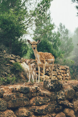 Ciervo, corzo, gamo y cría de cérvido disfrutando de su libertad paseando por el bosque salvaje. ciervo nipon de japon