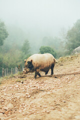 cerdos de granja y minipigs siendo felices y viviendo con su familia en medio de la naturaleza y en libertad