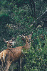 Ciervo, corzo, gamo y cría de cérvido disfrutando de su libertad paseando por el bosque salvaje. ciervo nipon de japon