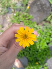 flower in the hands