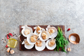 Raw scallops in shells on wooden tray. Mediterranean seafood. Fresh Shellfish. Aequipecten opercularis. Pecten Jacobaeus