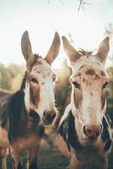 burros siendo felices y viviendo con su familia en medio de la naturaleza y en libertad - obrazy, fototapety, plakaty