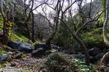 Ghost forest at Richtis Gorge in crete, Greece