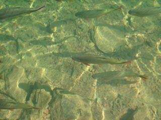 Clear water showing fish in the river, nature is beautiful and wonderful, let's preserve fish, rivers, lakes and seas.