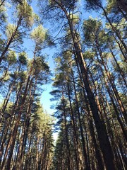 Obraz premium Pine forest