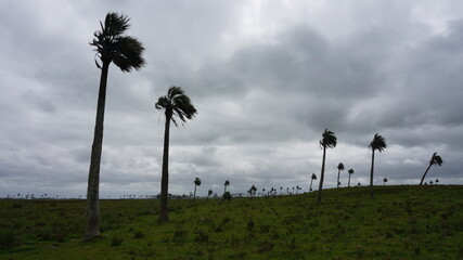 palm trees in the wind