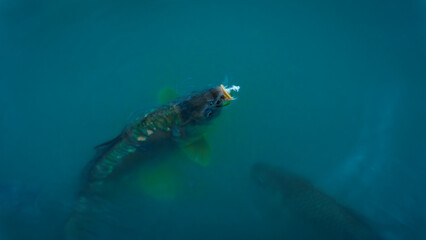 Carp eating bread in pond