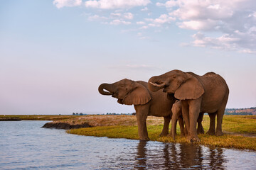 Fototapeta premium Elephants in the river