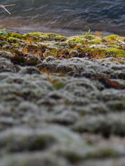 Mossy Patches by the River