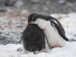 Closeup of possibly orphan Gentoo penguin chicks huddling together as their parents fail to return, Brown Bluff, Antarctric Peninsula, Antarctica