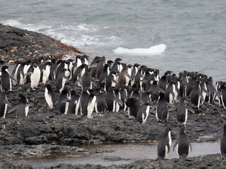 Adelie penguins attempting to collectively go the fishing but hesitant because of the presence of leopard seals in the waters, Brown Bluff on the Antarctic peninsula, Antarctica