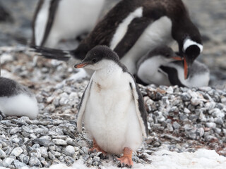 Fototapeta premium Closeup of a Gentoo penguin chick on the shores Brown Bluff, Antarctric Peninsula, Antarctica