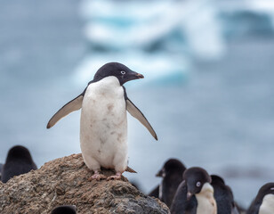 Huge colonies of adelie and gentoo penguins on the stunning glacial landscapes of Brown Bluff on...