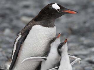 Gentoo penguin parent feeding chicks on the shores Brown Bluff, Antarctric Peninsula, Antarctica