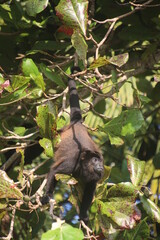 Howler Monkey on a tree eating