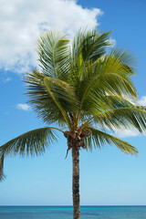 Imagen de palmeras tropicales en la costa del mar caribe