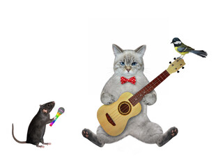 An ashen cat is playing an acoustic guitar and singing a song. White background. Isolated.