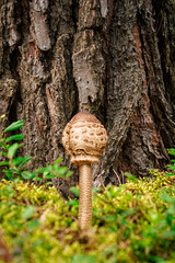 Parasol mushroom (Macrolepiota procera) in the forest