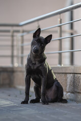 Thai Ridgeback dog sitting on the path against the backdrop of the urban landscape