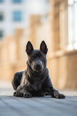 Thai Ridgeback dog lying on the path against the backdrop of the urban landscape